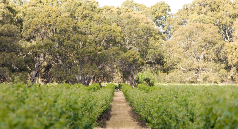 Lake Breeze Vineyard